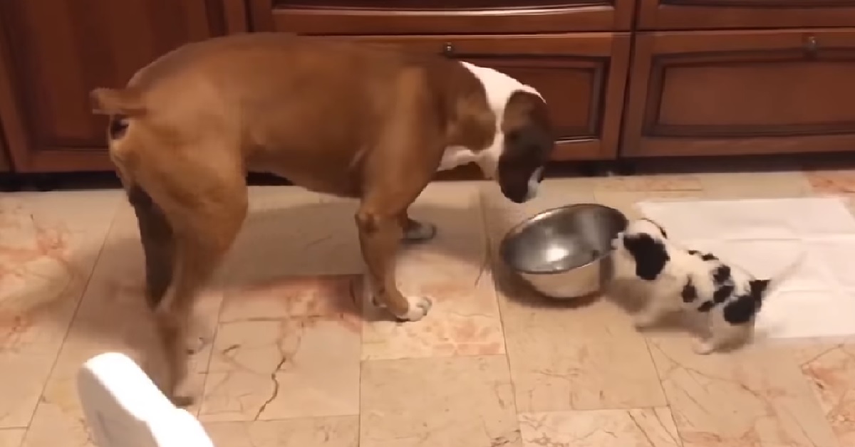Il piccolo cucciolo di cane ruba la ciotola al fratellone, nel video la simpaticissima reazione