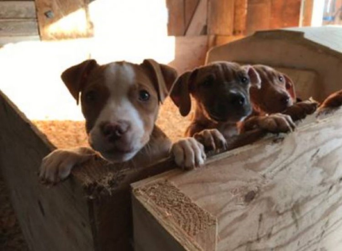 cuccioli lasciati abbandonati struttura legno