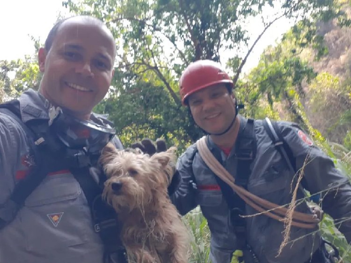 cucciolo rocce salvataggio