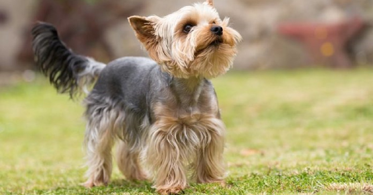 Il salvataggio di Théo, lo Yorkshire Terrier finito in mezzo alle rocce (VIDEO)