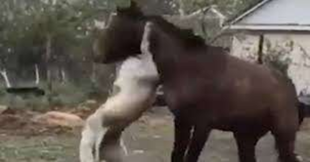 cane abbraccia cavallo