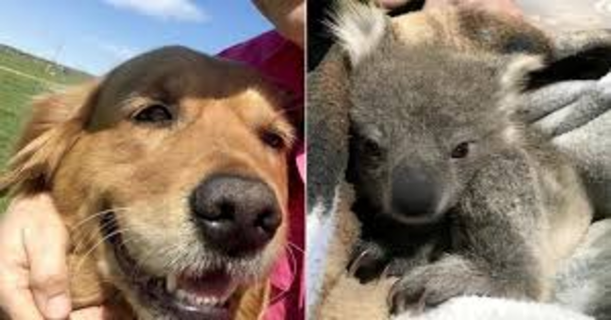Una Golden Retriever salva un cucciolo di koala e lo riporta a casa(VIDEO)