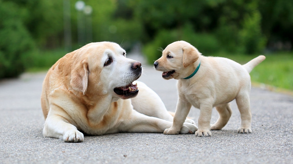 cuccioli randagi aiuto 