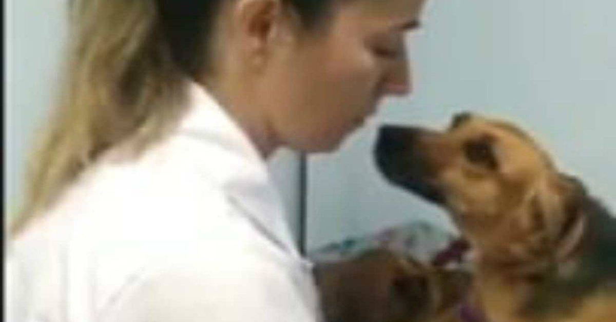 cagnolina guarda la veterinaria con amore