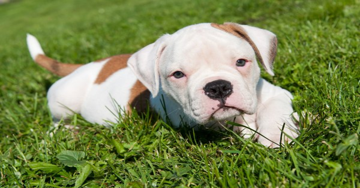 Nacho, un cucciolo di Bulldog  Americano nato con cinque zampe ora ha una vita normale (VIDEO)