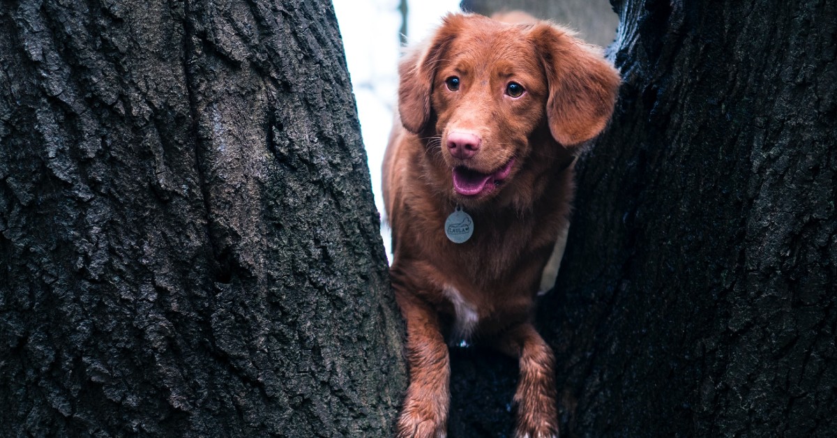 cagnolino che litiga con tutti