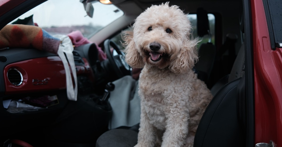 cucciolo di cane ha paura dell'auto