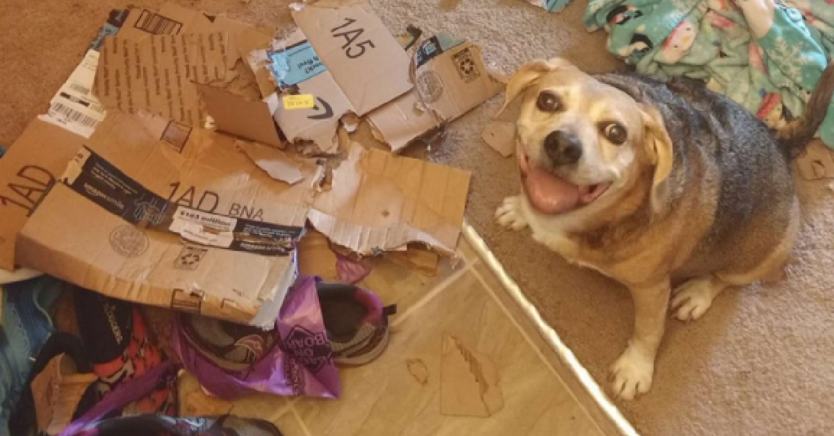 JJ, il cagnolino soddisfatto di aver distrutto il salotto (FOTO)