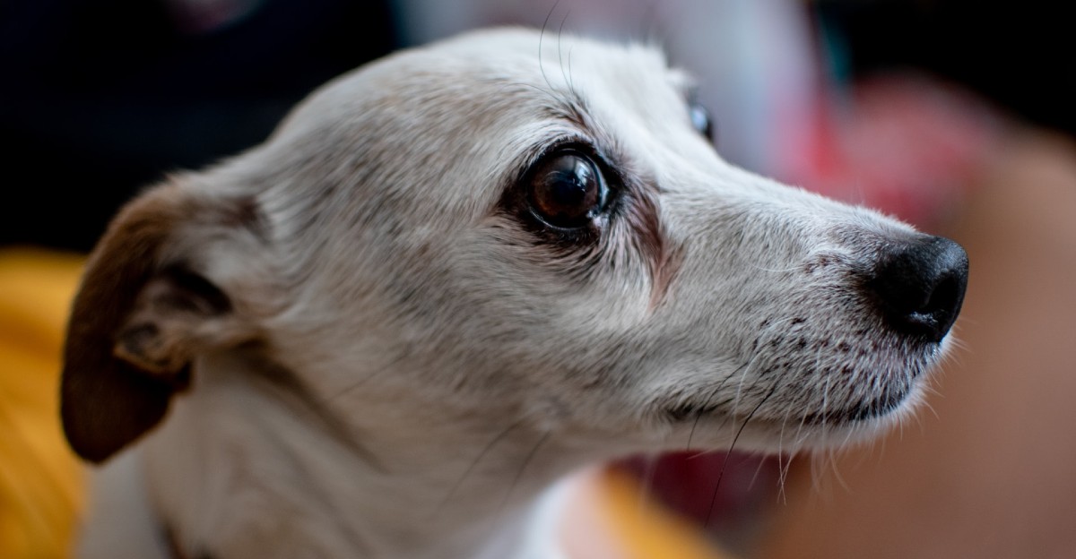 cuccioli di russell terrier come educarli