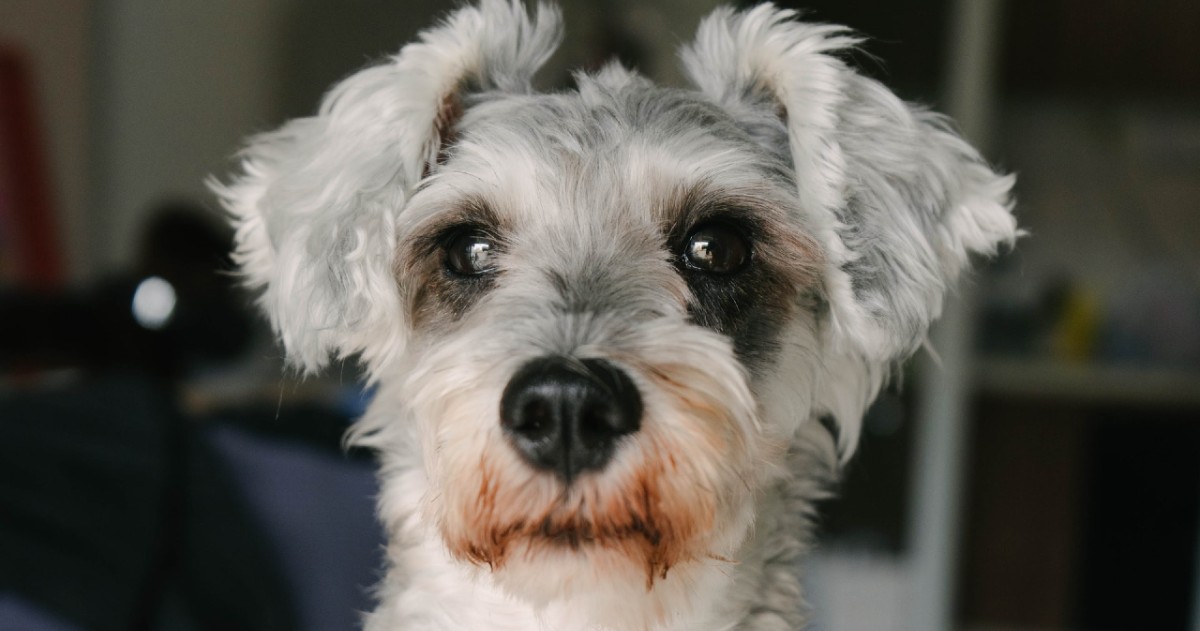 cuccioli di schnauzer