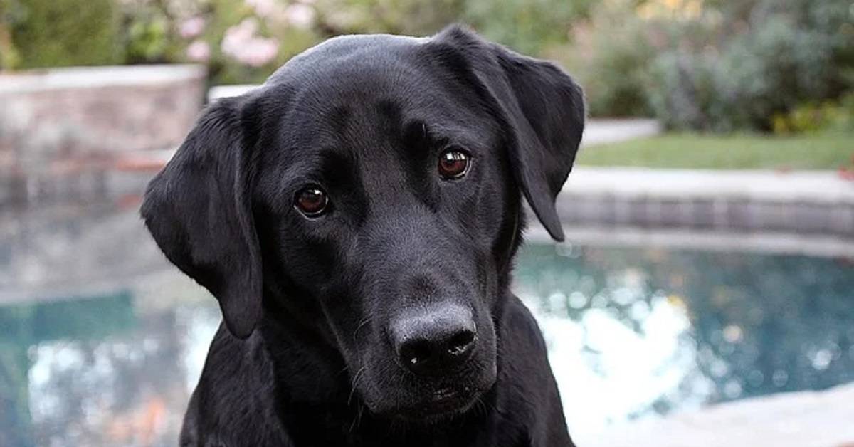 Juneau, il cucciolo di Labrador che cerca sempre attenzioni (VIDEO)