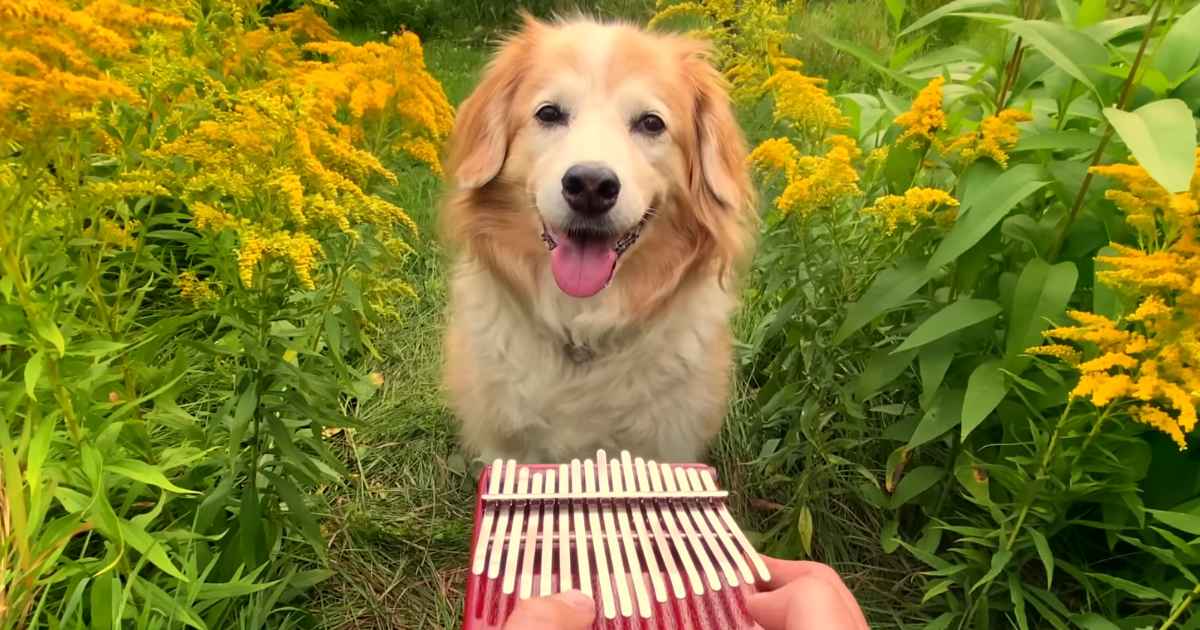 Il cucciolo di Golden Retriever ascolta “Here Comes The Sun” dei Beatles (VIDEO)