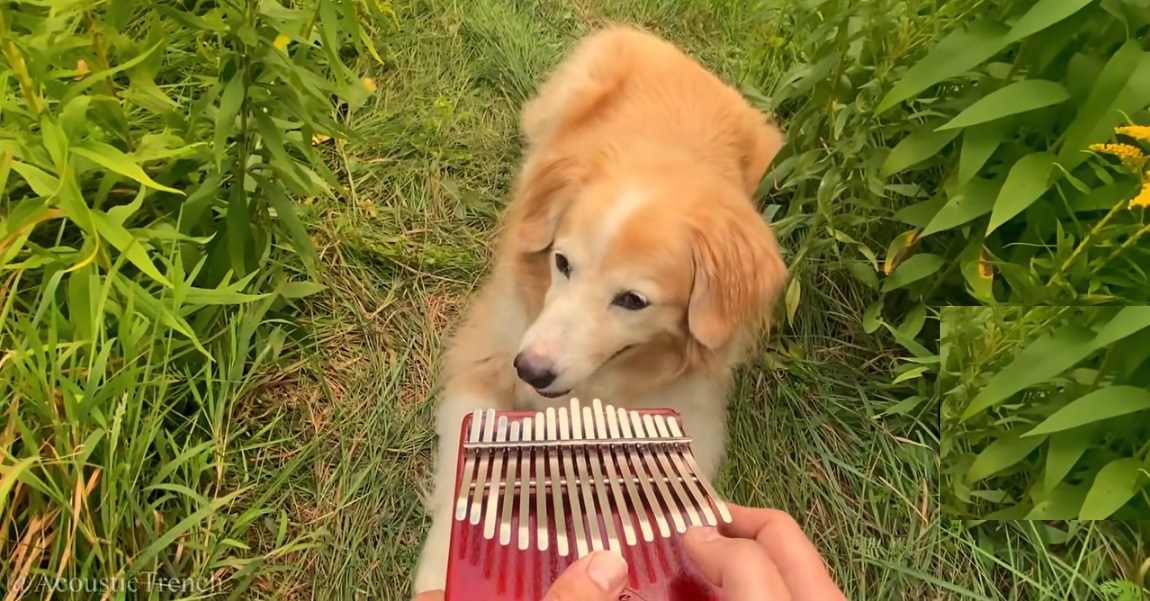 Golden Retriever ascolta "Here Comes The Sun" dei Beatles