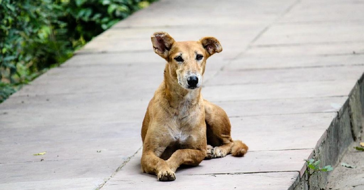 Kayfaz, il cagnolino smarrito che il suo anziano proprietario sta cercando (FOTO)