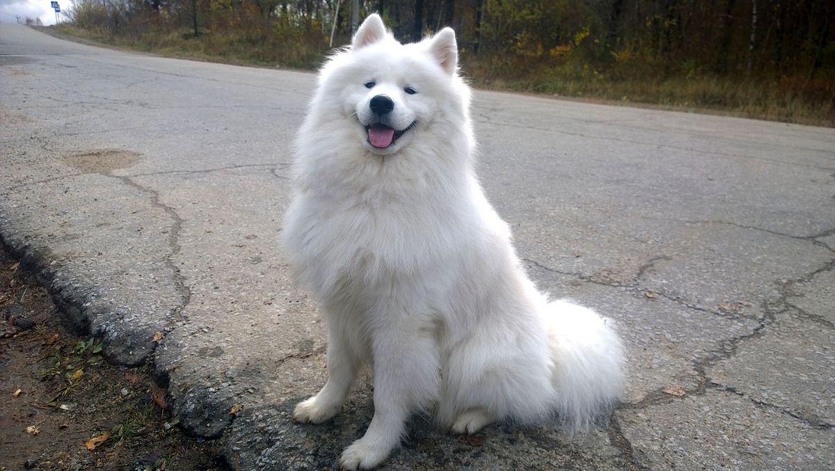 cagnolino bianco foto