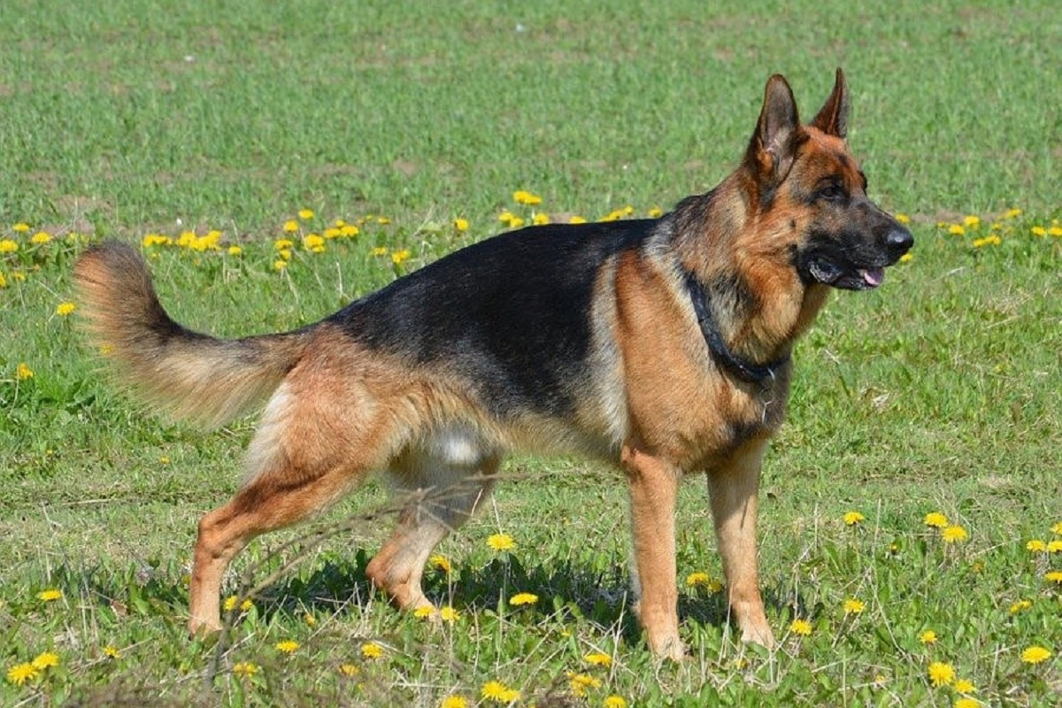 cagnolino alce amici