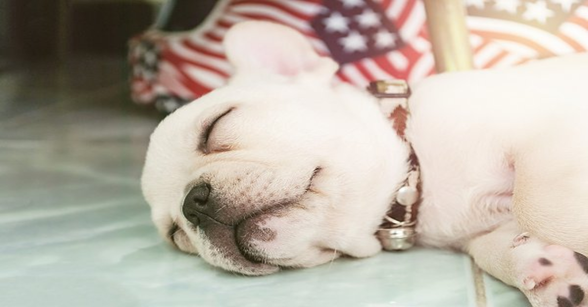 Adorabile cucciolo di Bulldog francese dorme in una strana posizione (VIDEO)