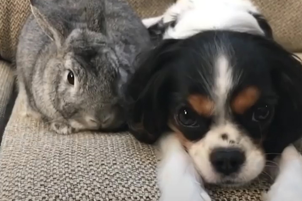 lola cucciola primo incontro