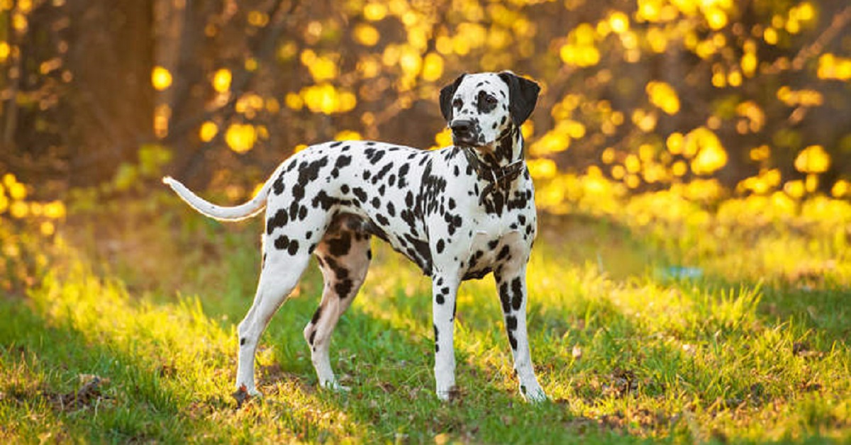 Louie, il Dalmata che ha conosciuto al parco il suo migliore amico (VIDEO)