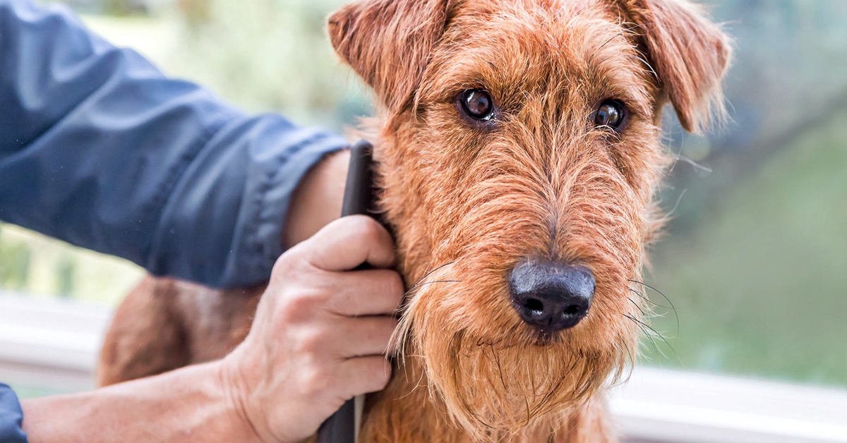 Lucidare il pelo del cane in modo naturale: tutti i rimedi e gli oli che si possono usare