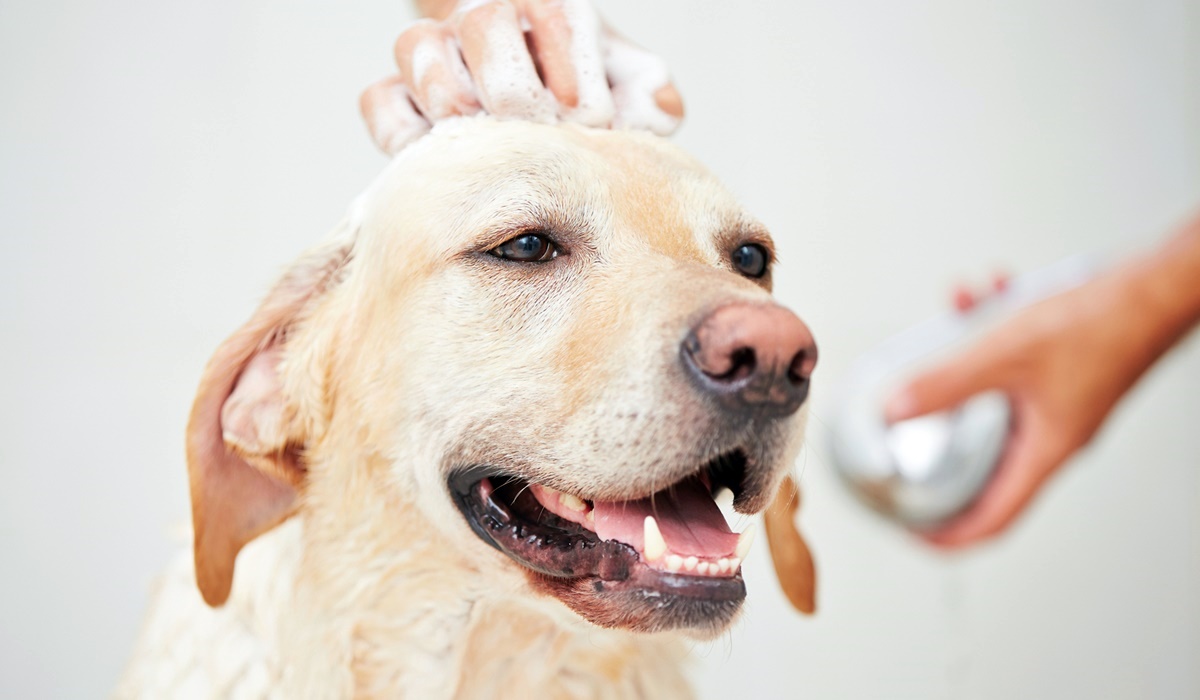 fare il bagno al cane