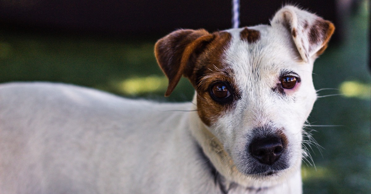 cuccioli di russell terrier come educarli