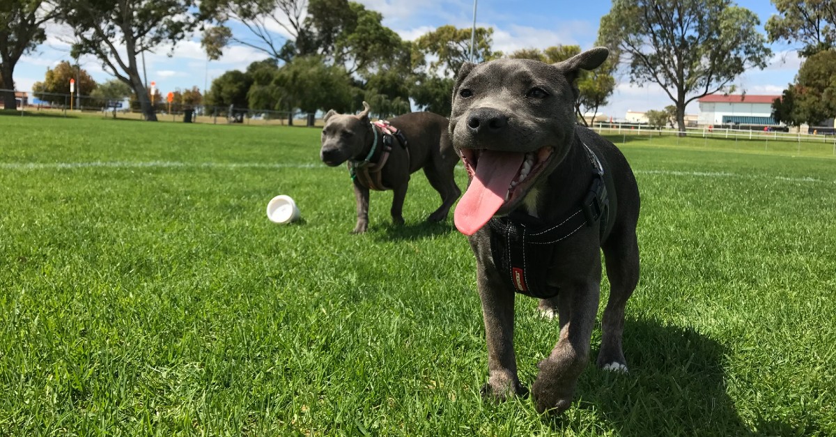 cagnolino che litiga con tutti