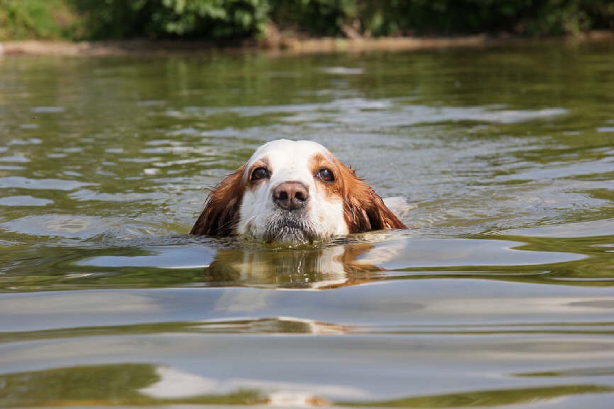 cucciolo intervento nuoto