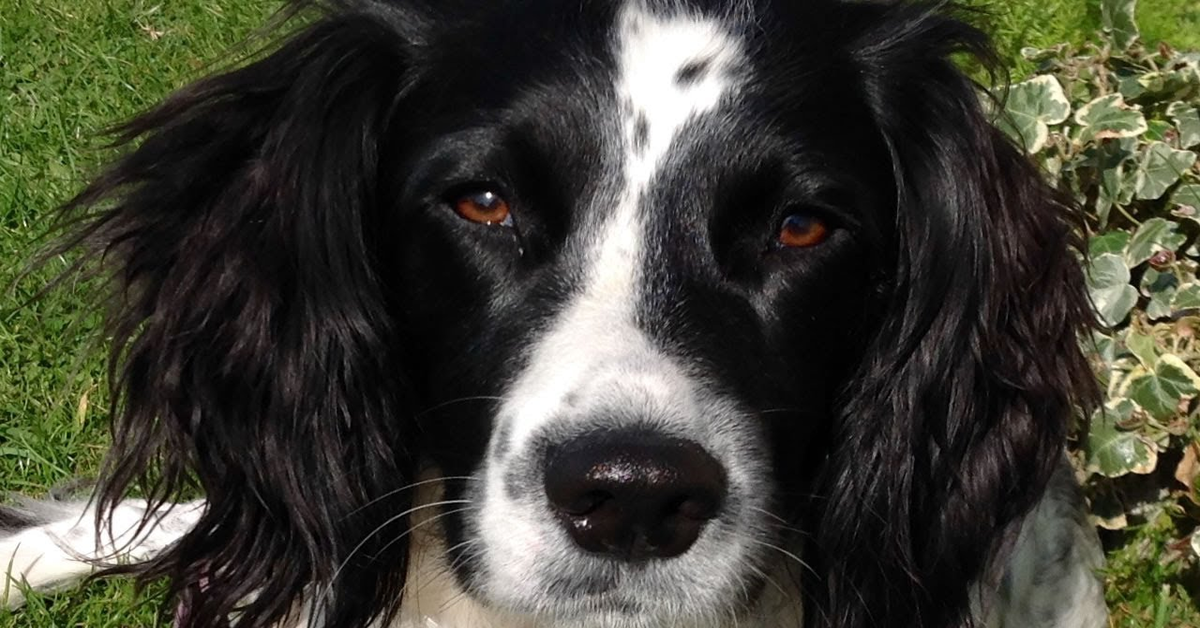 Reiney, la tenera cucciola di Springer Spaniel Inglese che dorme con il suo fratellino umano  (VIDEO)