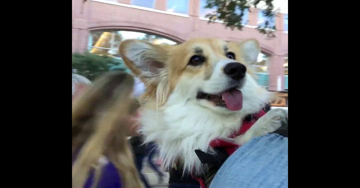 Max Corgi famoso