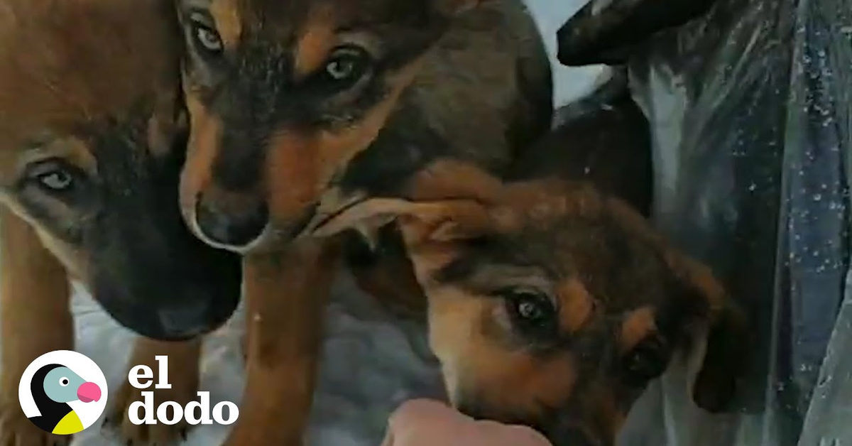 Il salvataggio di nove cuccioli di cane abbandonati nella neve (VIDEO)