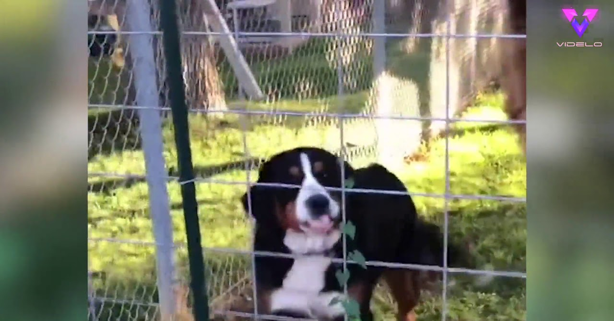 Il Bovaro del Bernese Brue non riconosce la padrona che ha tagliato i capelli (VIDEO)