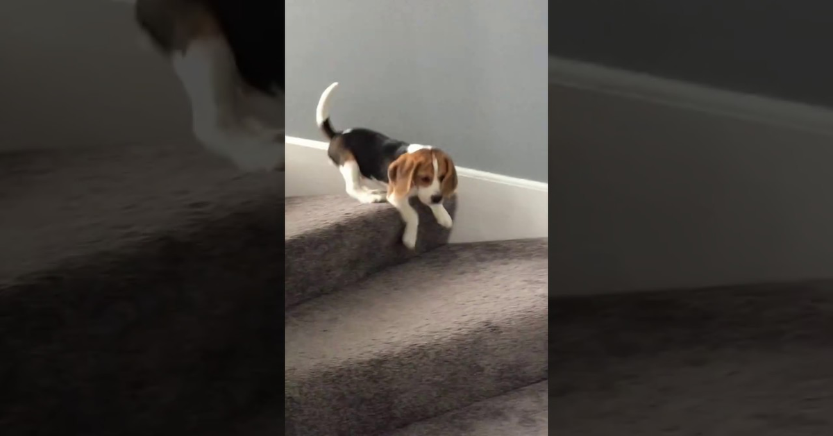 oliver cucciolo scende scale 