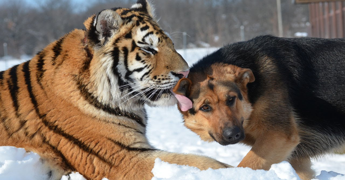 tigre e cane amici