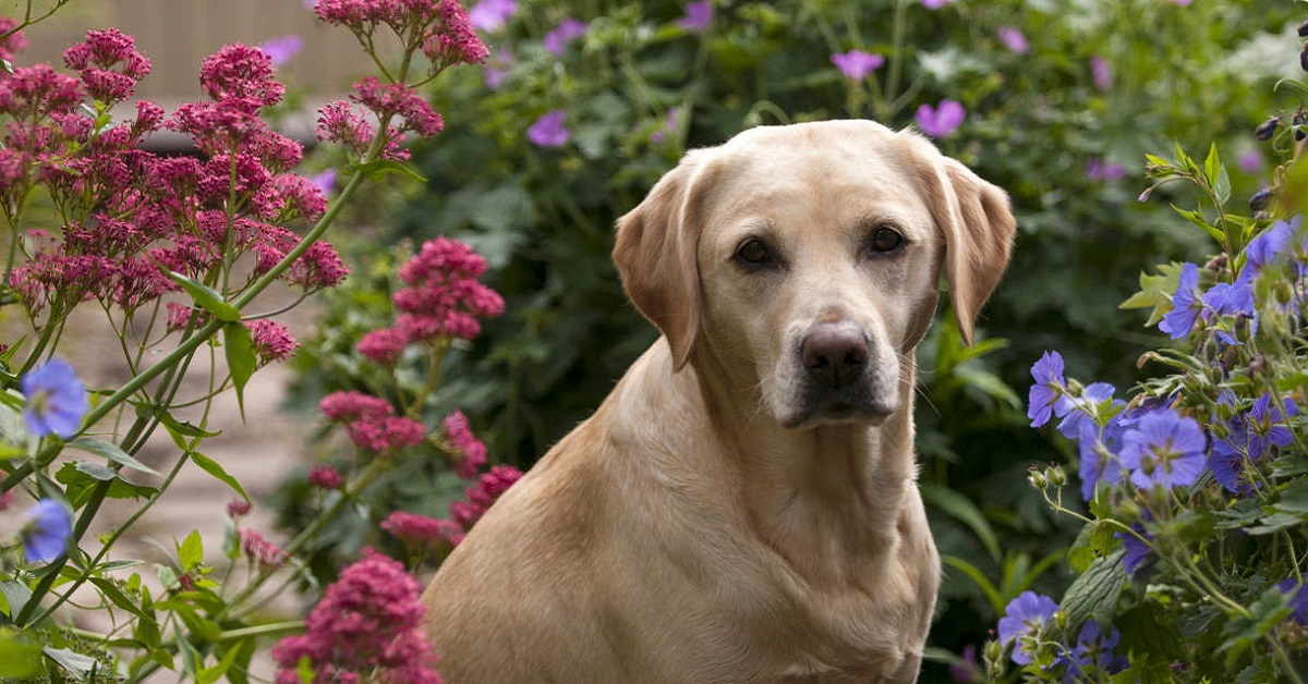 cane tra i fiori