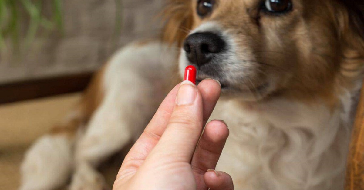 pillola anticoncezionale cane