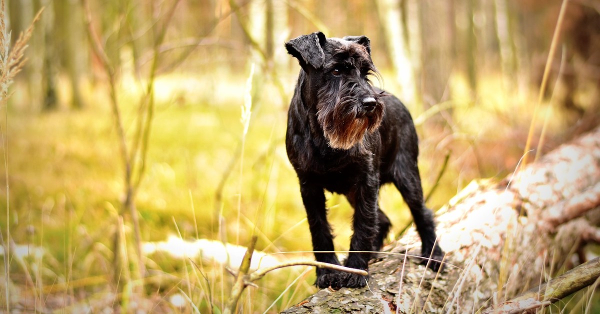 cuccioli di schnauzer come addestrarli