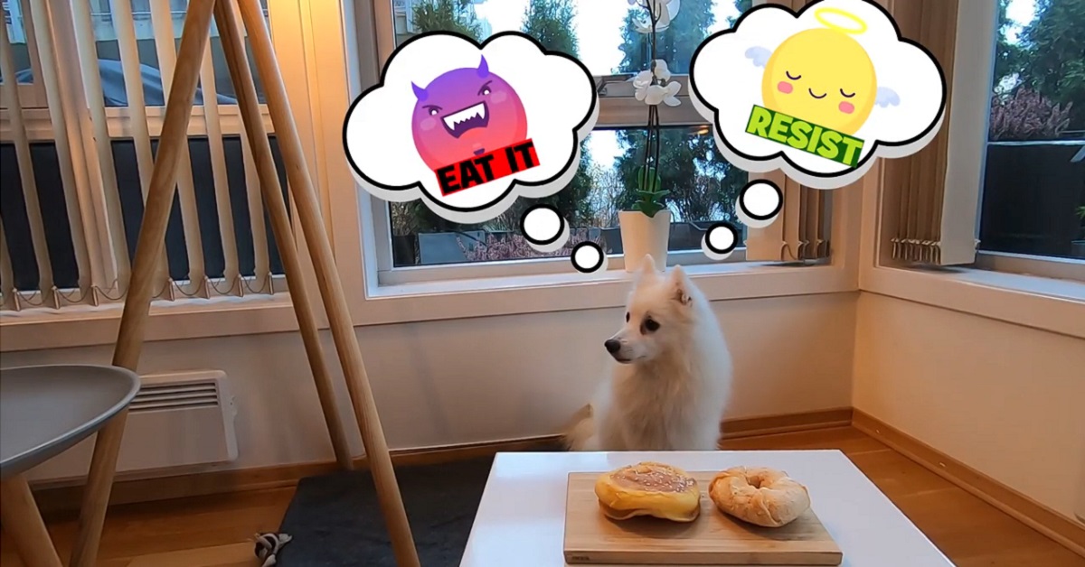 Molly, la Spitz giapponese che cerca di resistere al cibo prelibato (VIDEO)