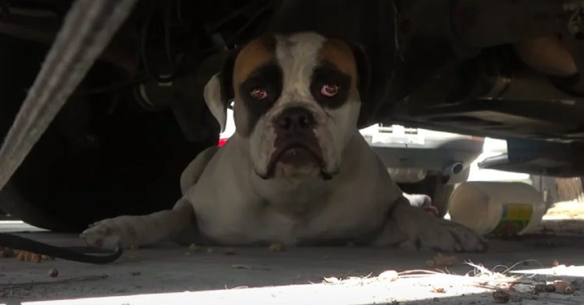 Non aveva più speranze di farcela, nel video trovano la cucciola di Bulldog in condizioni disperate