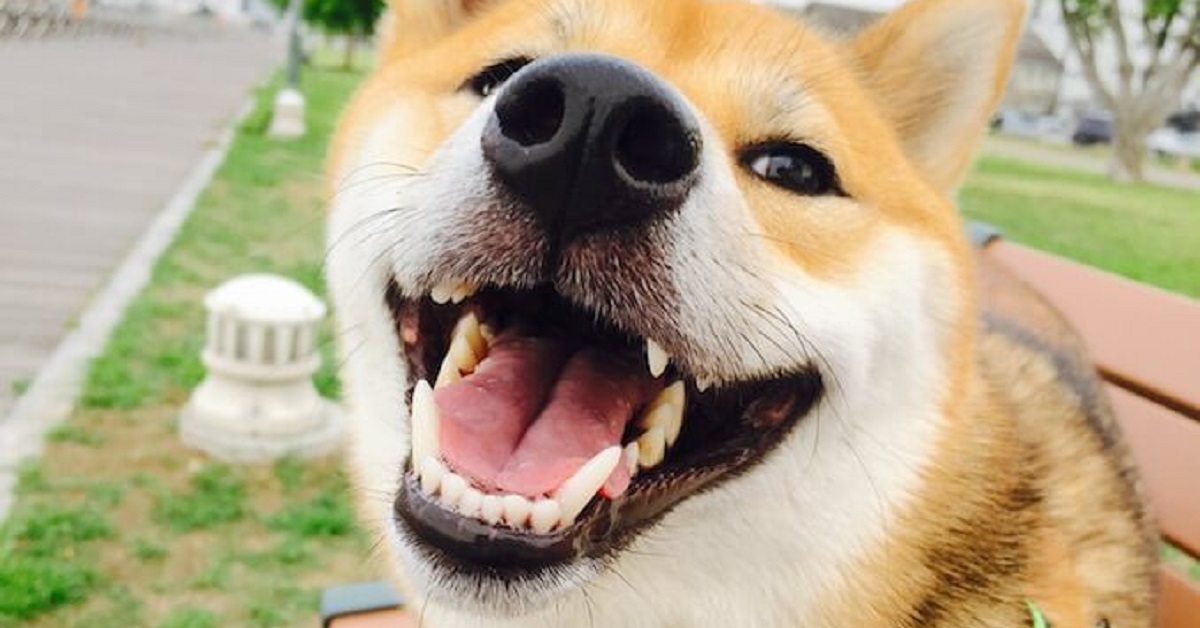 Nova, il cucciolo di cane che sorride quando combina qualche guaio (VIDEO)