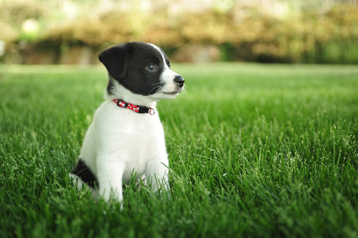 cagnolino sull'erba