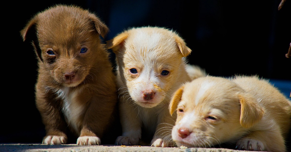 Omogeneizzati per cuccioli di cane: quali dargli, quando e come farglieli mangiare