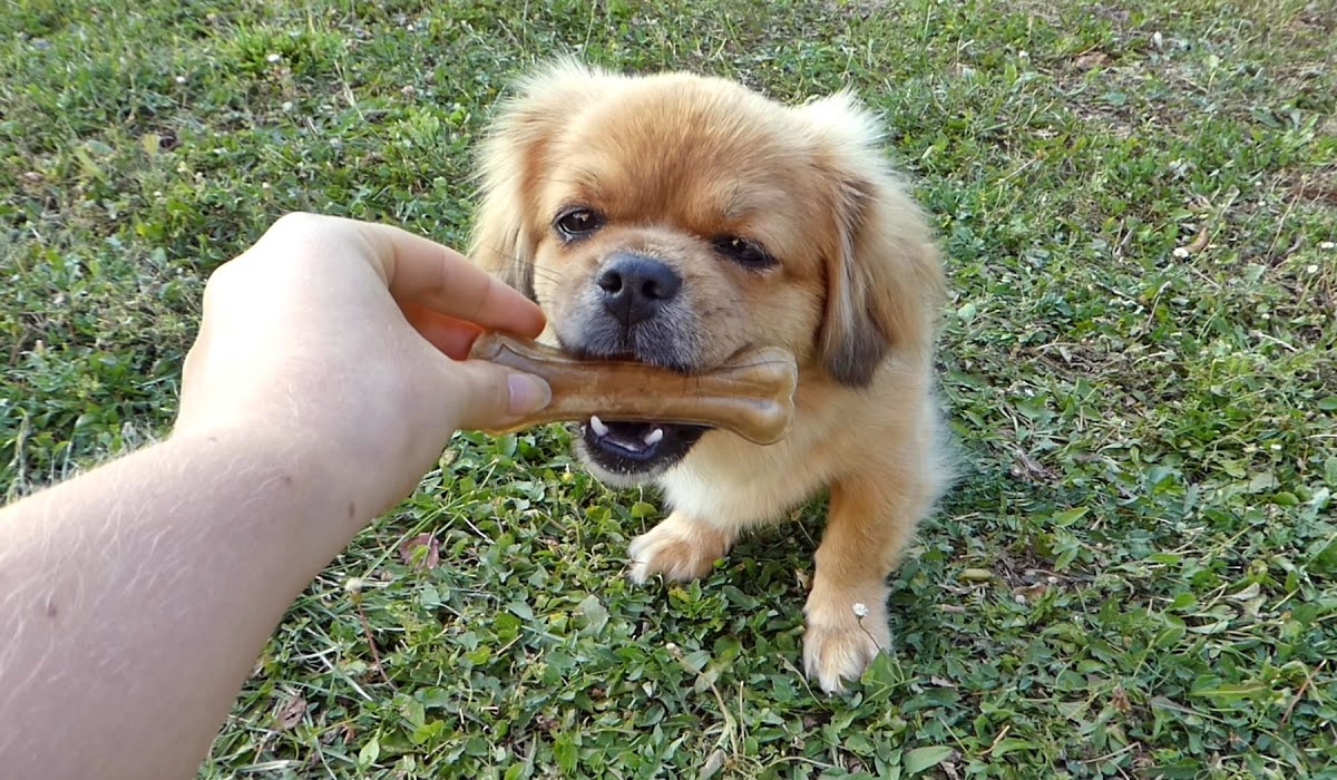 Ossa di pelle per cani, cosa sapere su questo snack