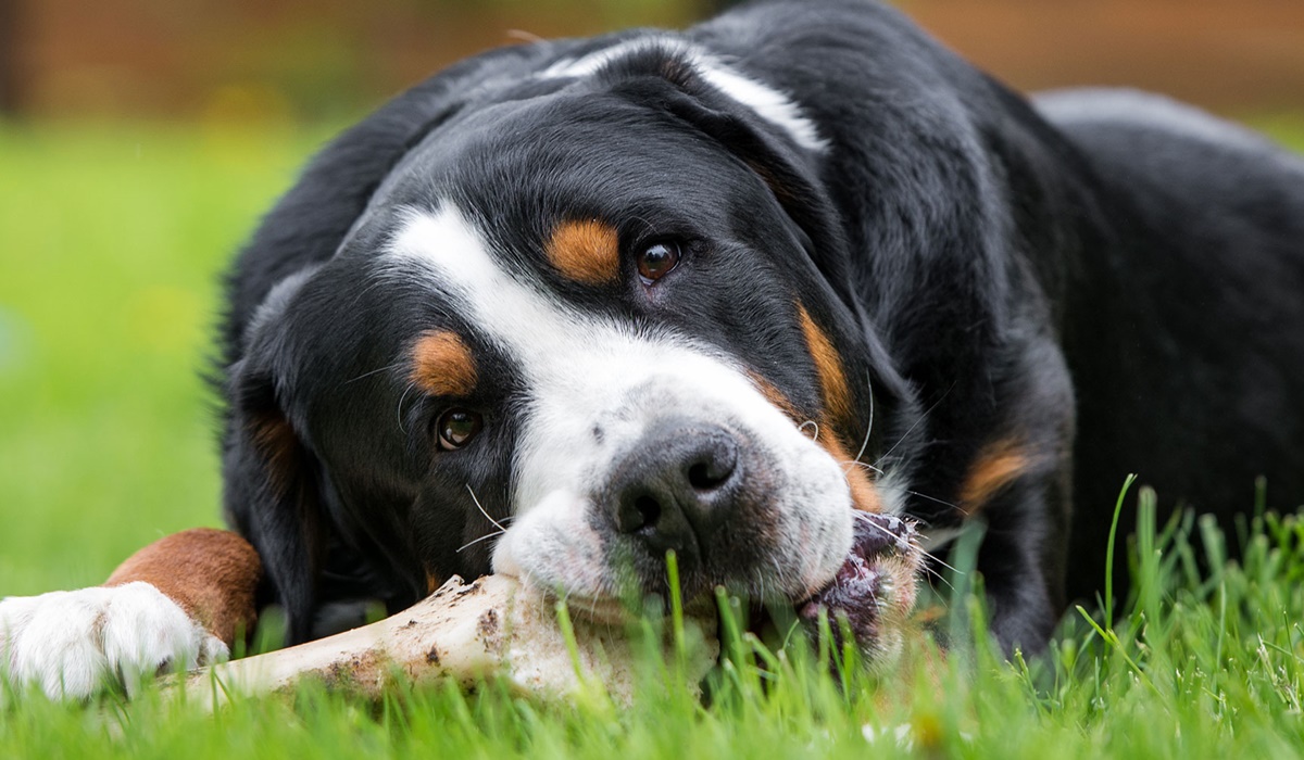 cane mangia un osso sul prato