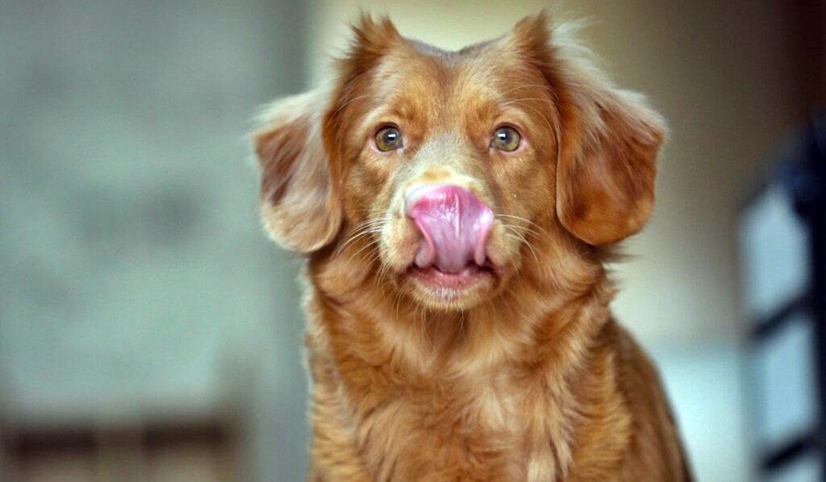 cane che si lecca i baffi