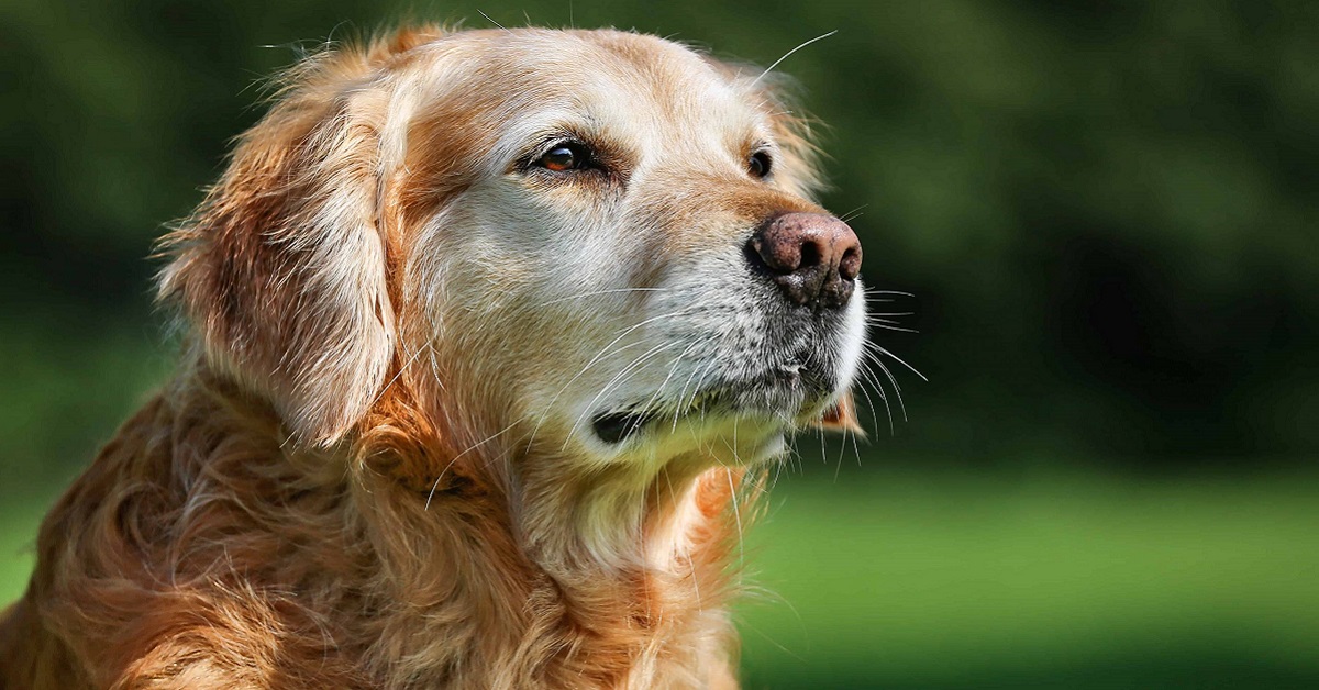 Pannolini per cane anziano: quando usarli?