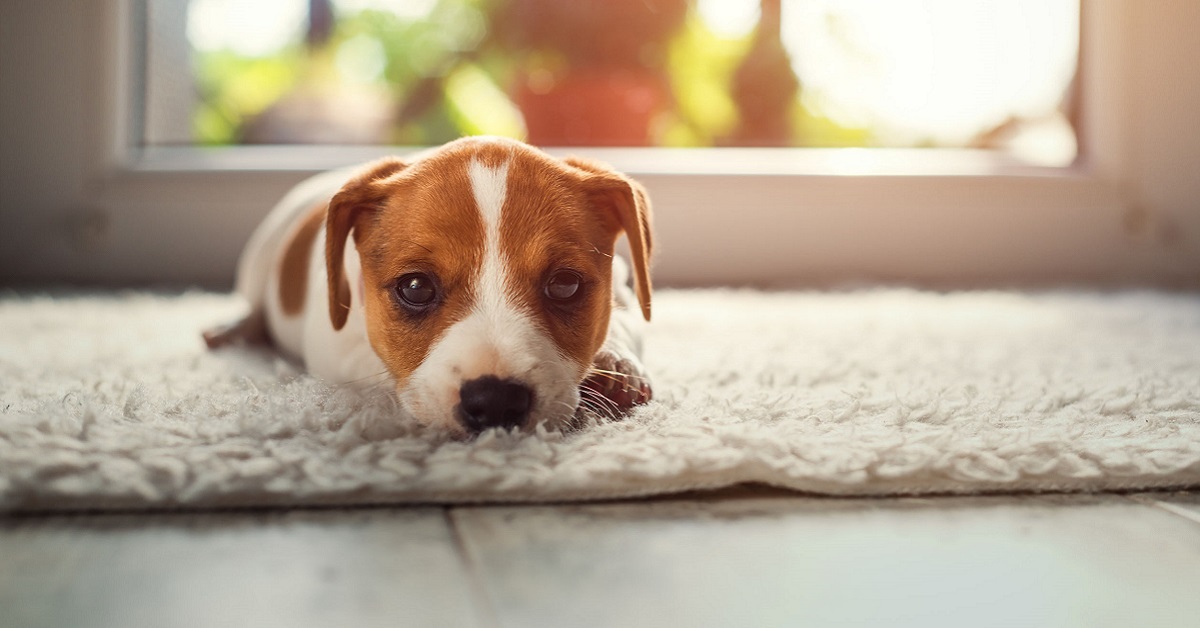 cucciolo di cane su tappeto