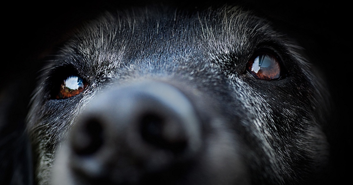 sguardo del cane