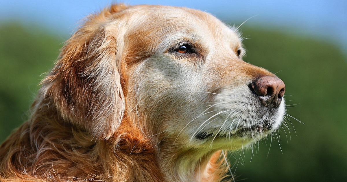 cane golden retriever