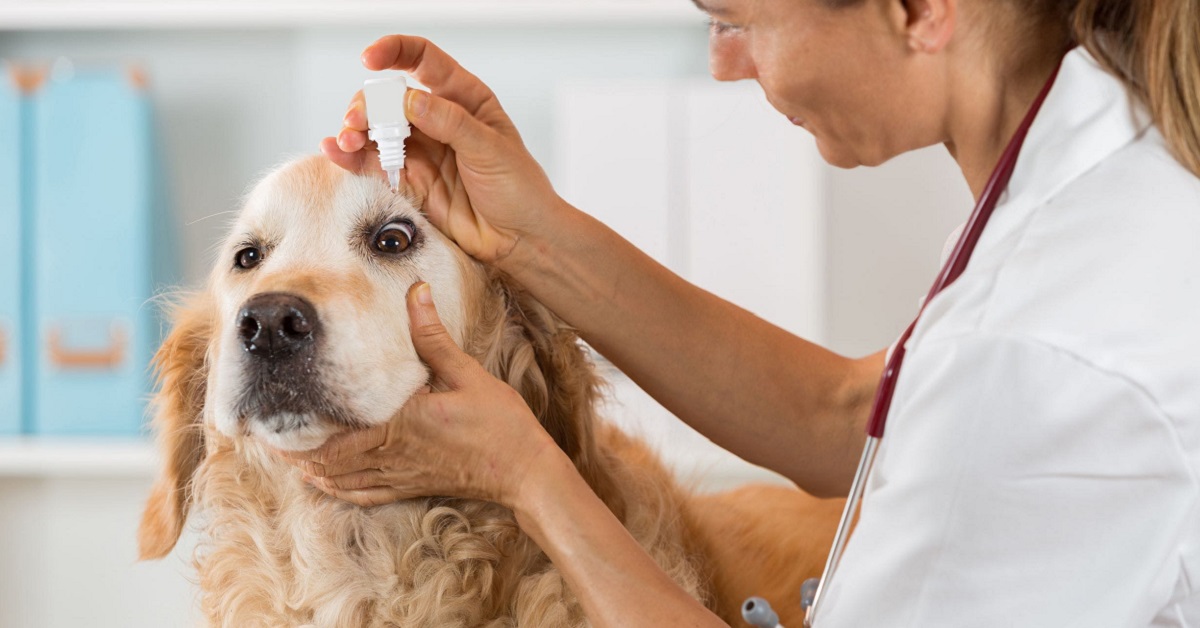 collirio per il cane